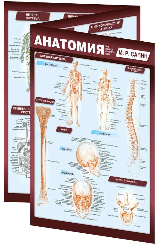 Анатомия. Самая компактная анатомическая таблица