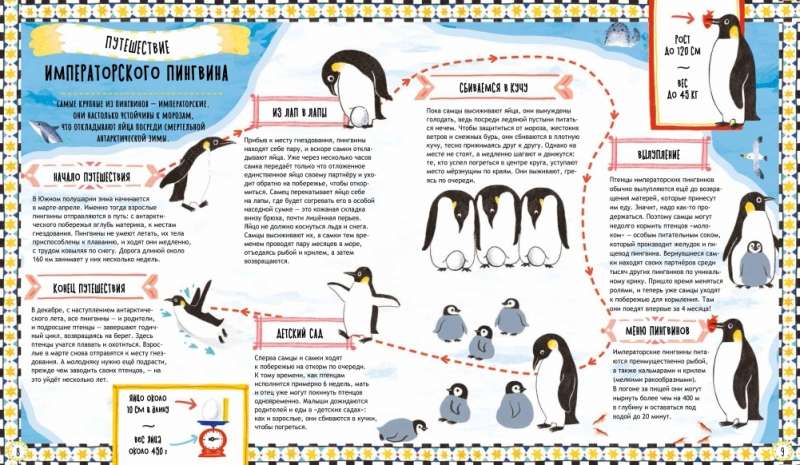 Куда идут пингвины