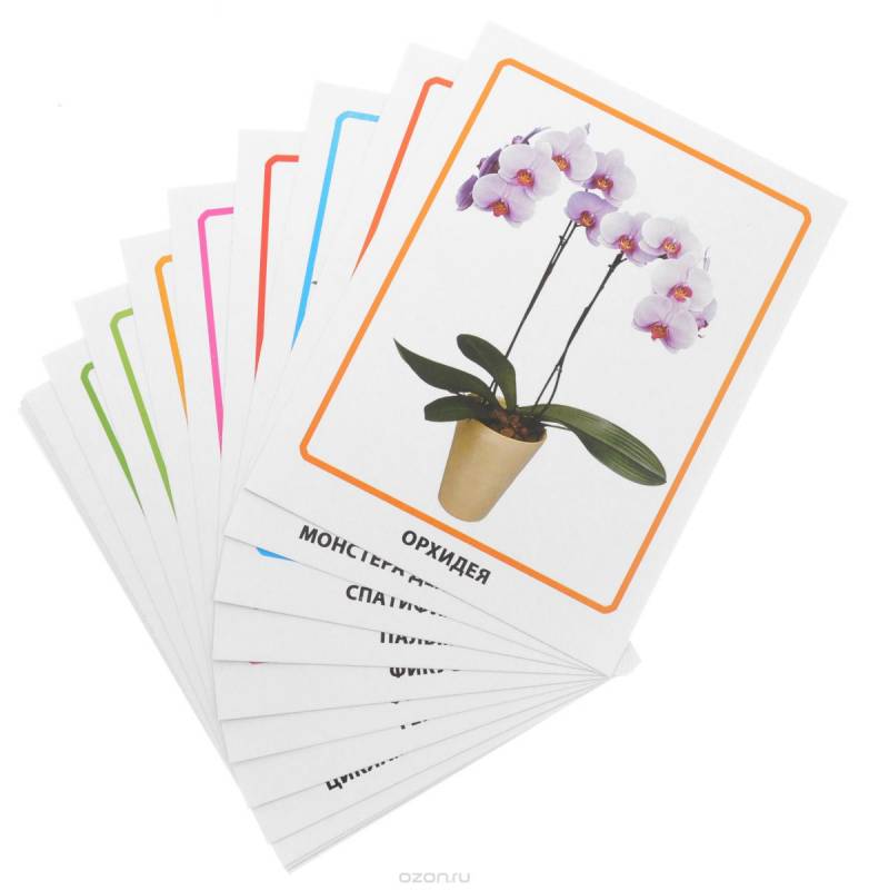 Комнатные цветы. 16 обучающих карточек